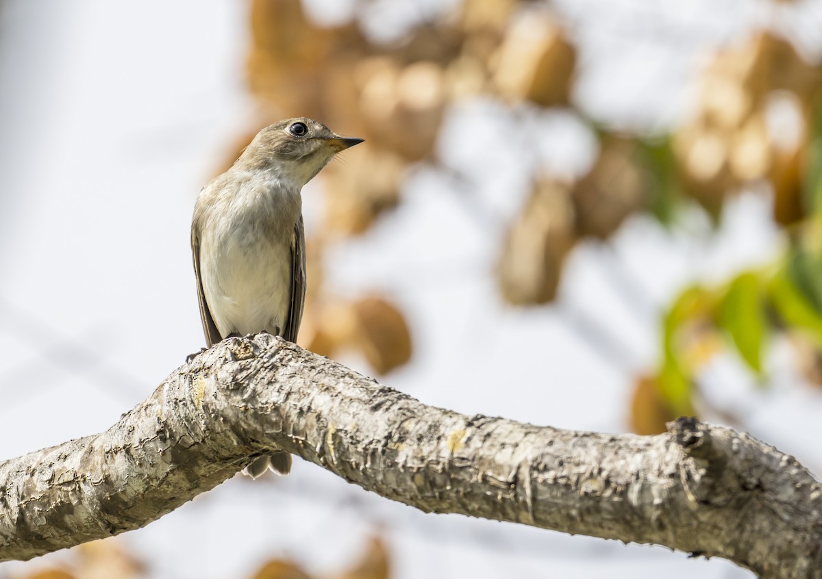 Asian Brown Flycatcher - ML626163502