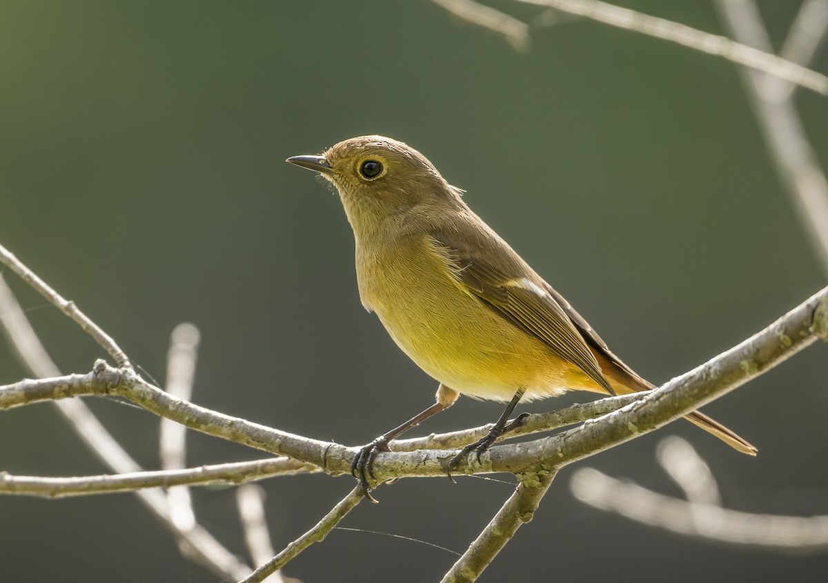 Daurian Redstart - ML626163517