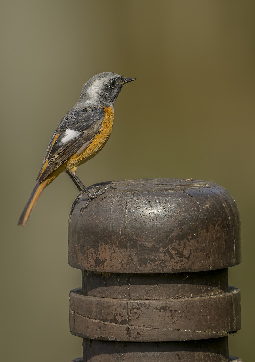 Daurian Redstart - ML626163518