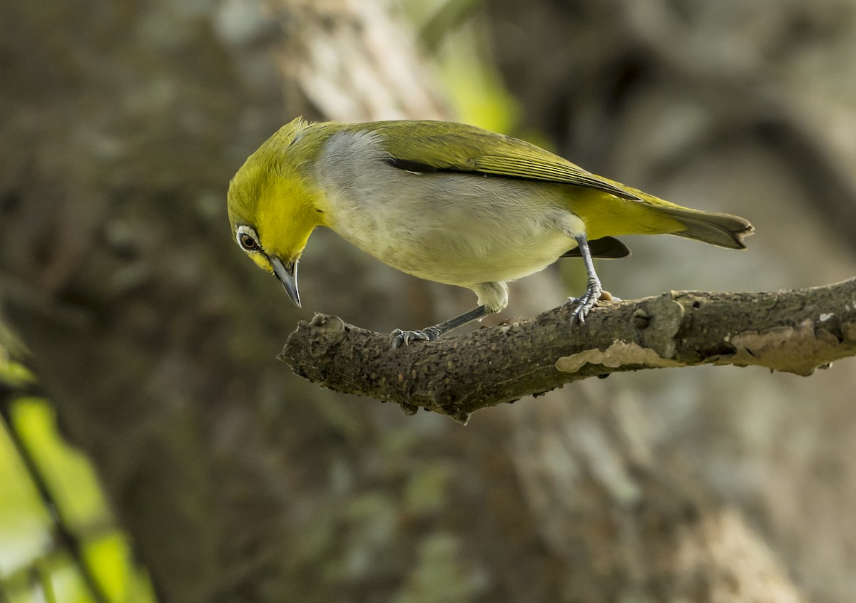 Swinhoe's White-eye - ML626163569