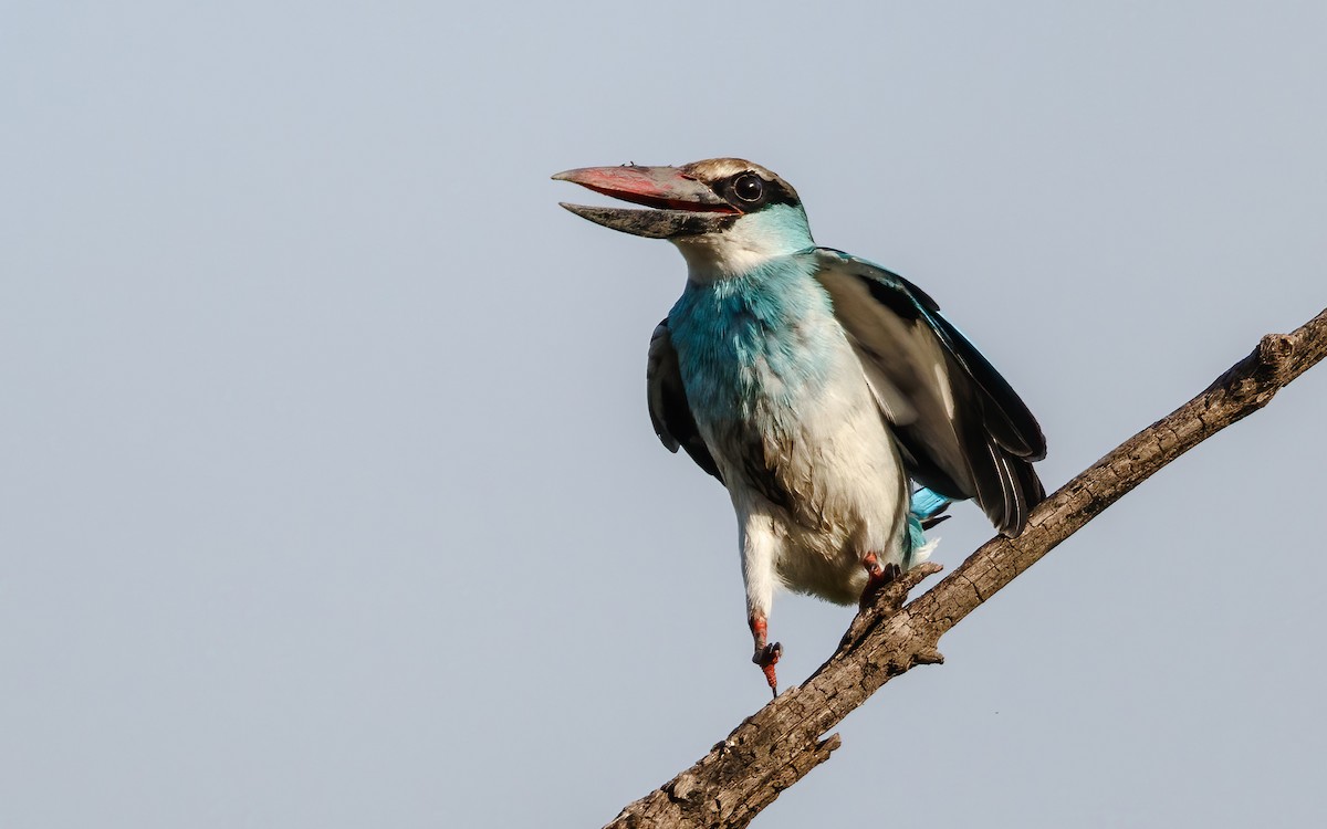 Blue-breasted Kingfisher - ML626163669