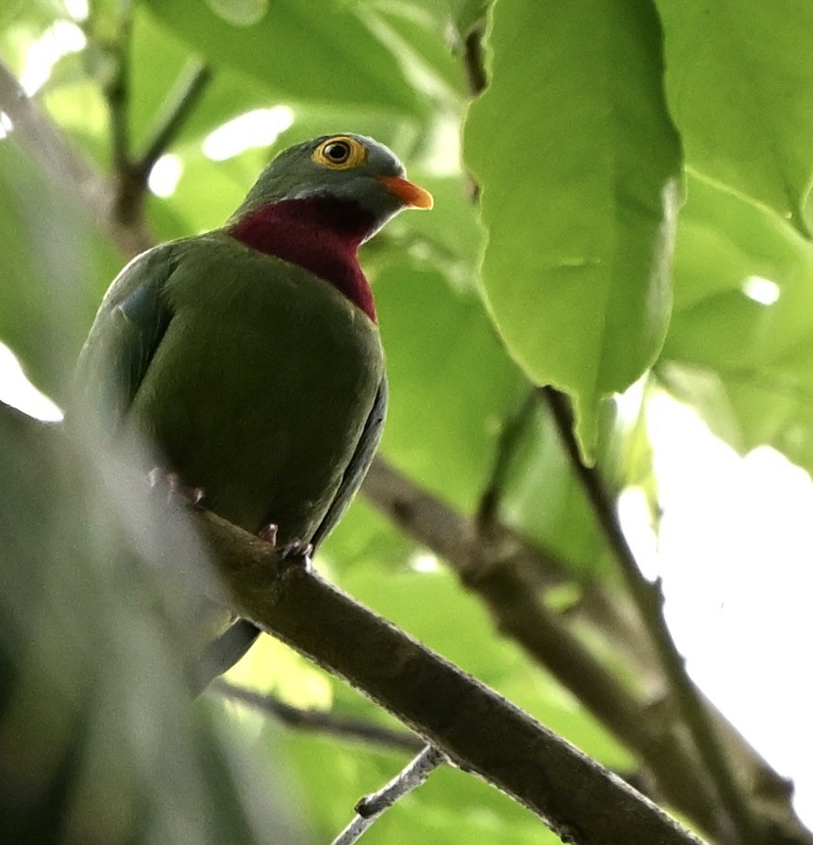 Claret-breasted Fruit-Dove - ML626163756