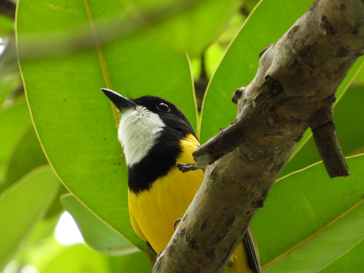 Vanuatu Whistler - ML626164041
