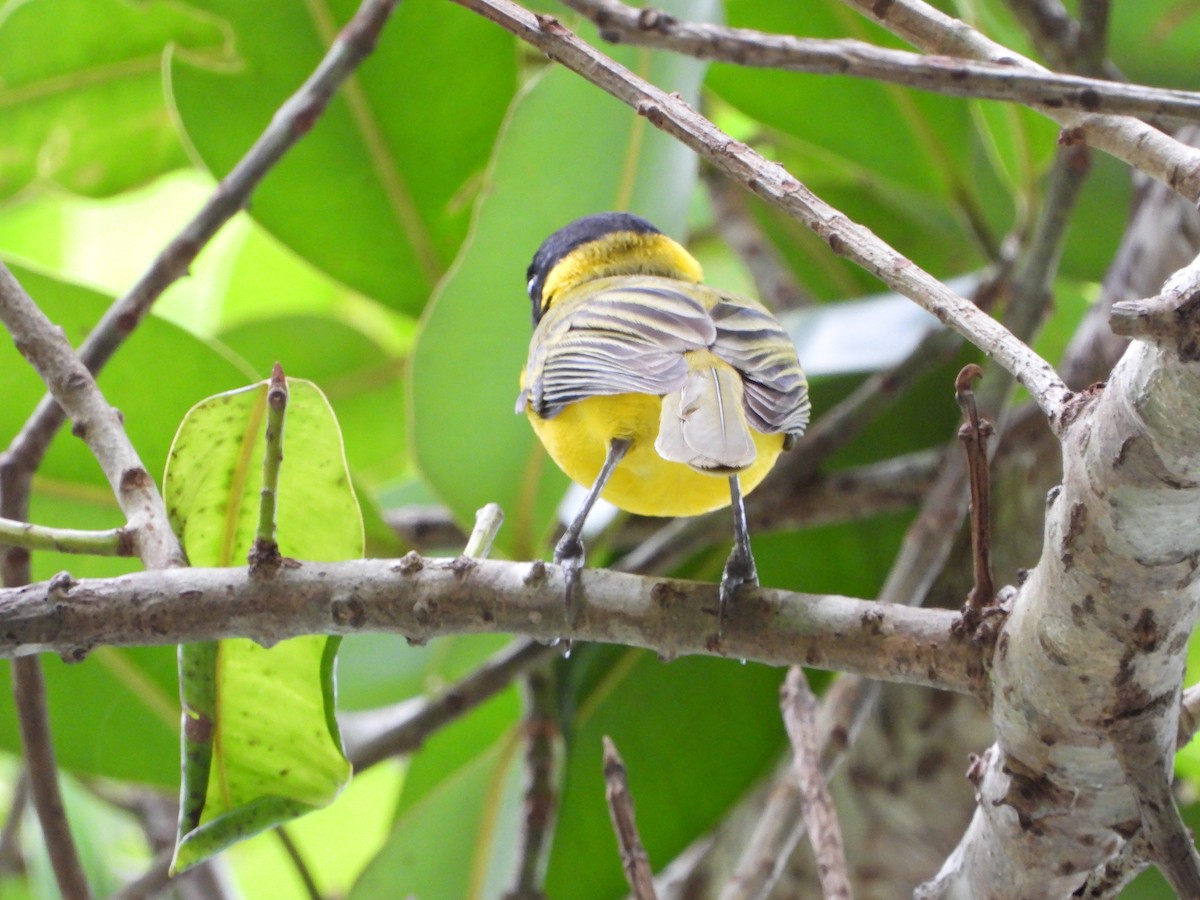 Vanuatu Whistler - ML626164042