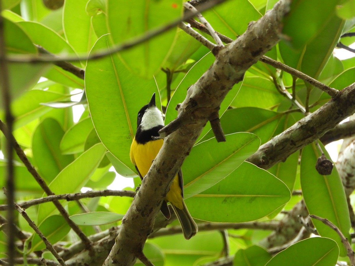 Vanuatu Whistler - ML626164043