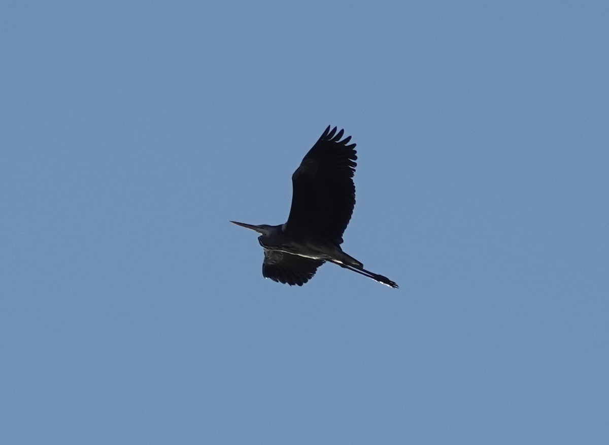 Gray Heron - ML626164057