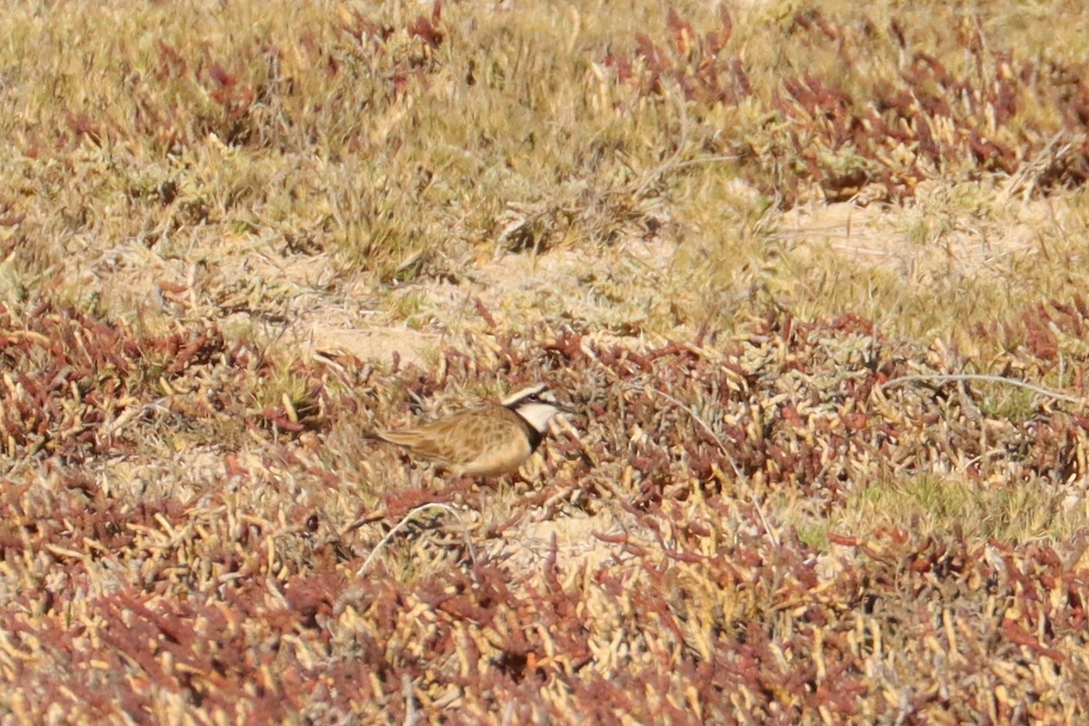 Madagascar Plover - ML626164284