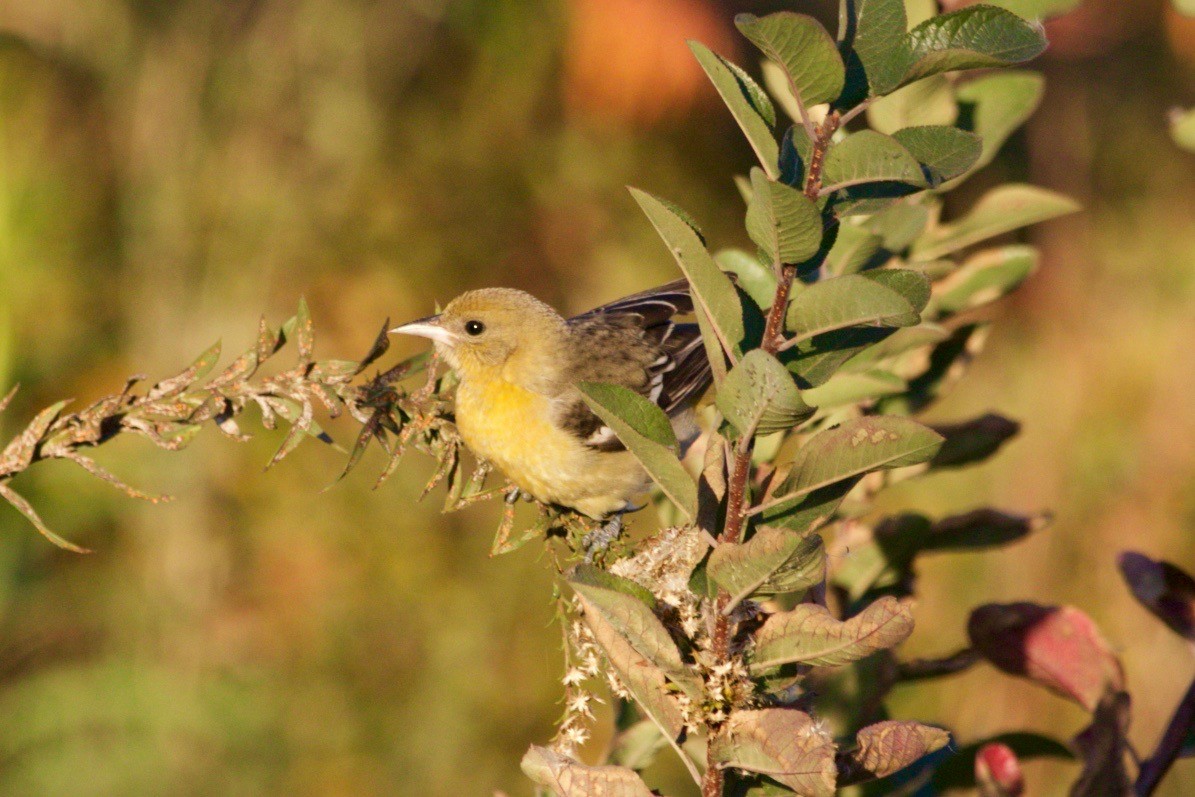 Baltimore Oriole - ML626164364