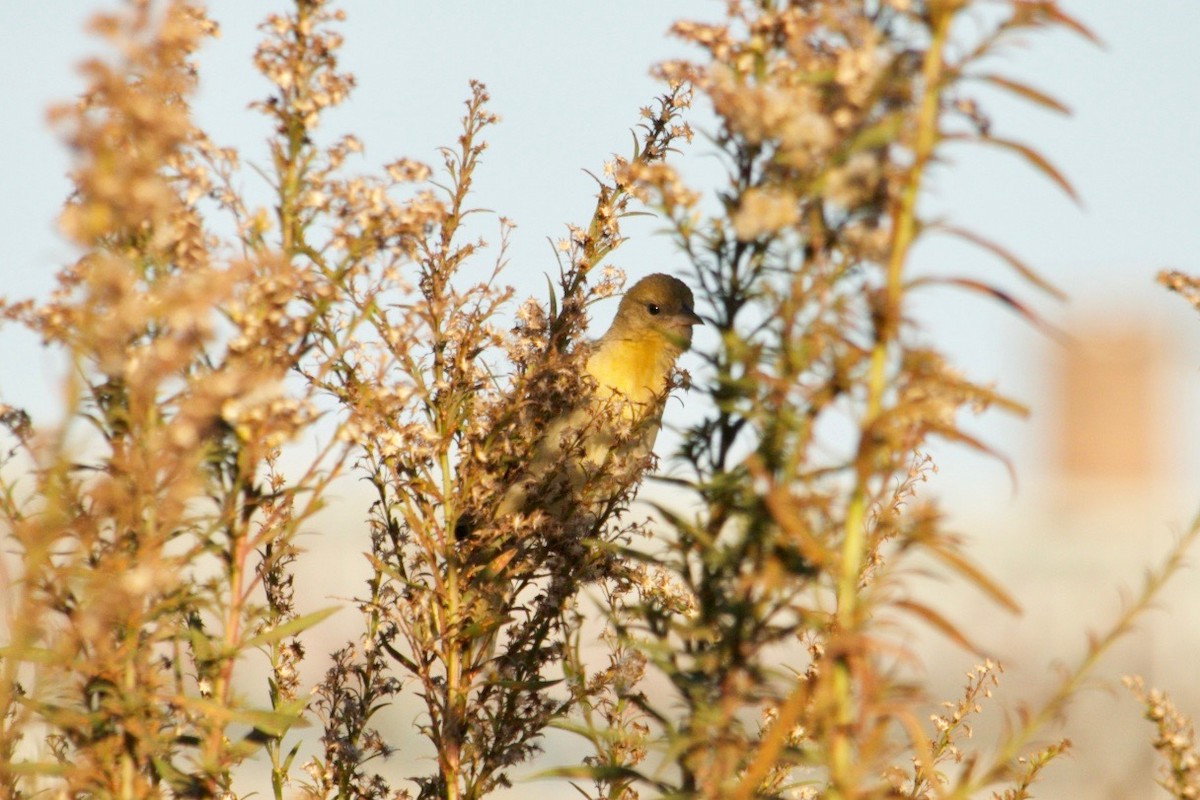Baltimore Oriole - ML626164367