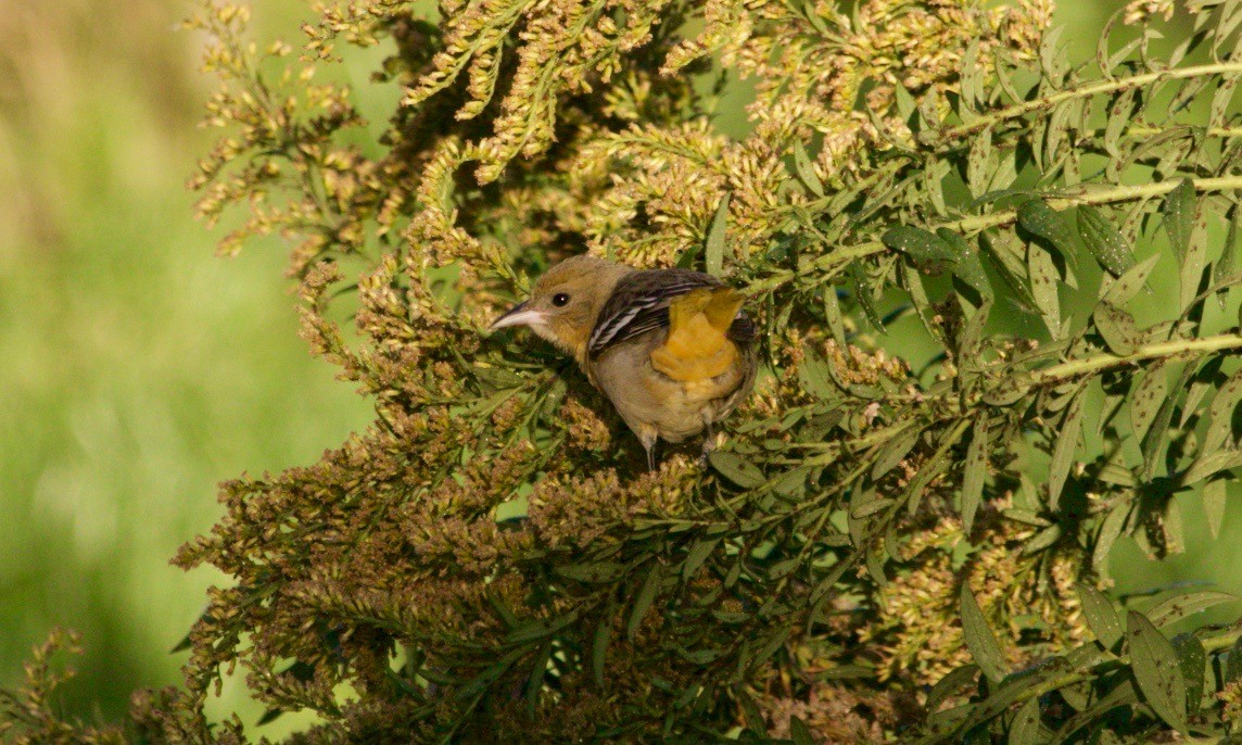 Baltimore Oriole - ML626164368