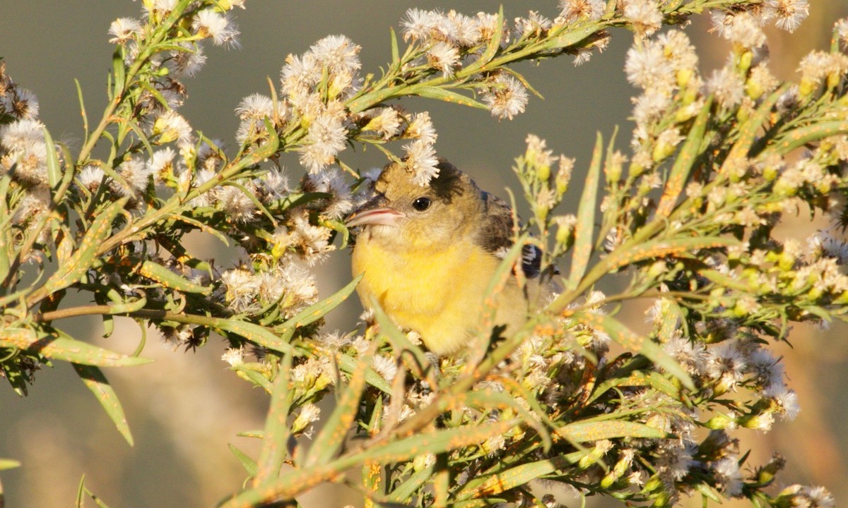 Baltimore Oriole - ML626164370