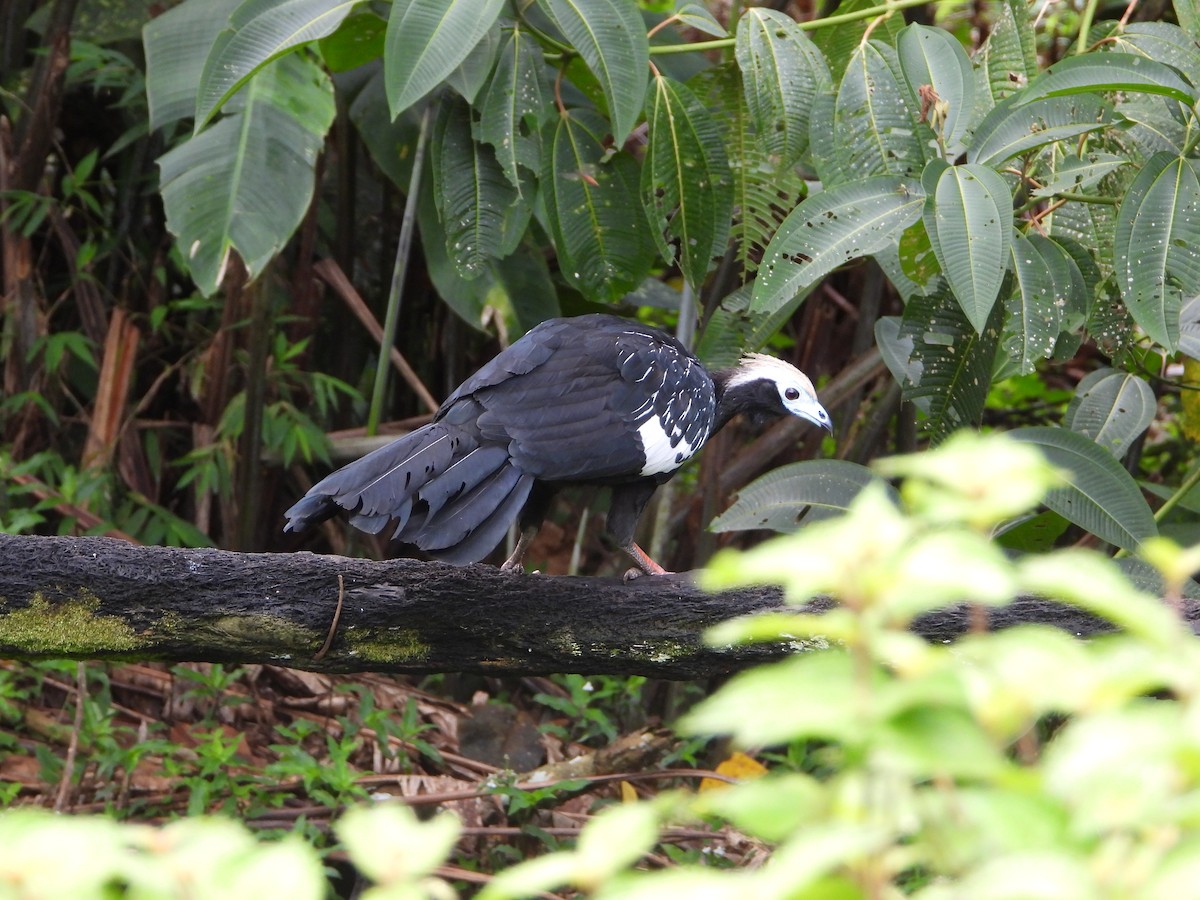 Blue-throated Piping-Guan - ML626164667