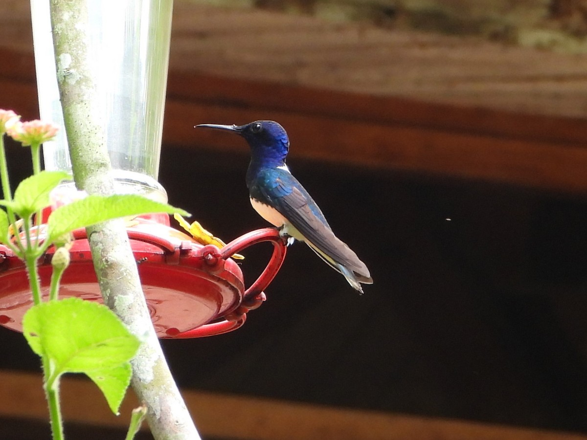 White-necked Jacobin - ML626164801