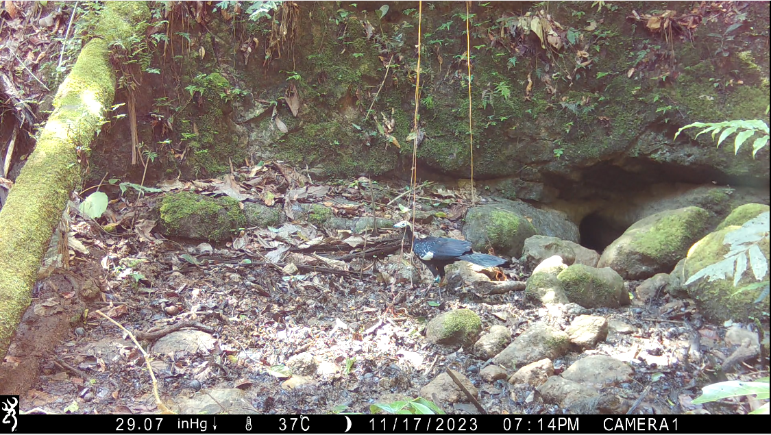 Blue-throated Piping-Guan - ML626164853