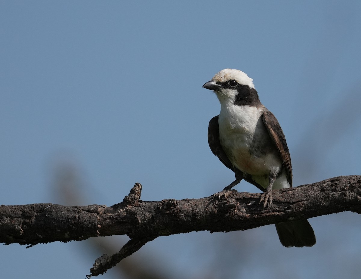 White-rumped Shrike - ML626164897