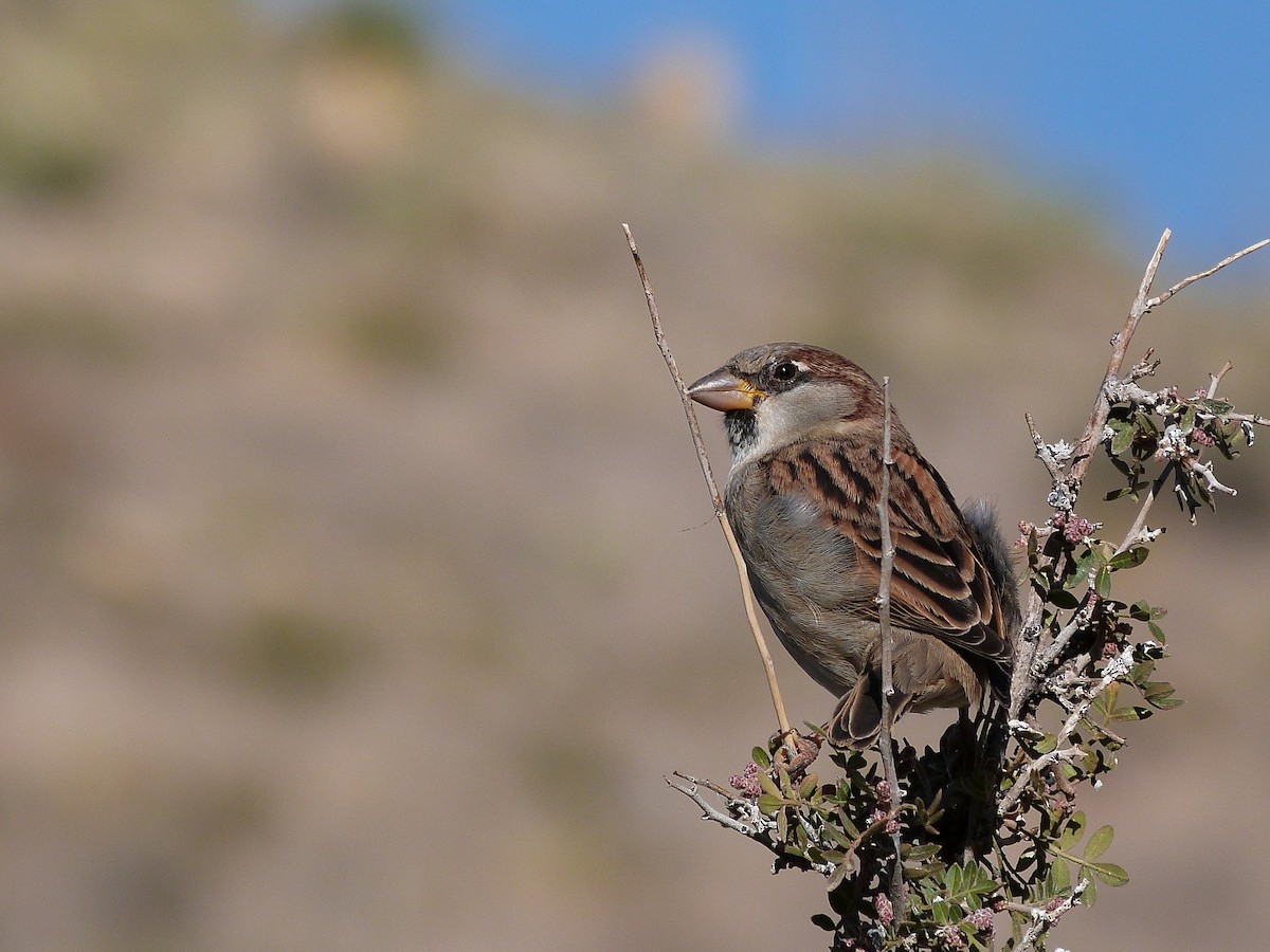 Moineau domestique - ML626164942