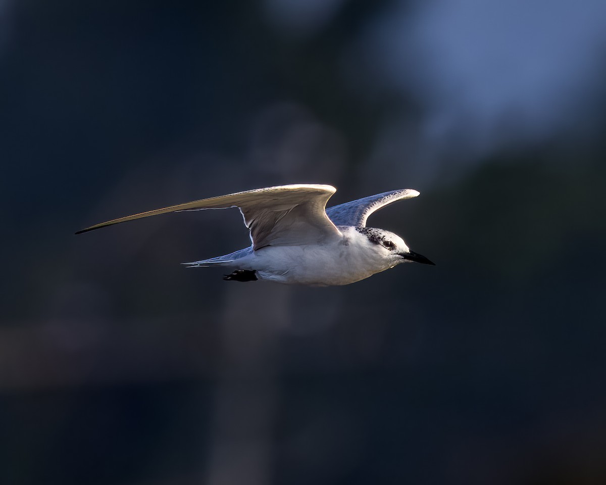 Whiskered Tern - ML626165015