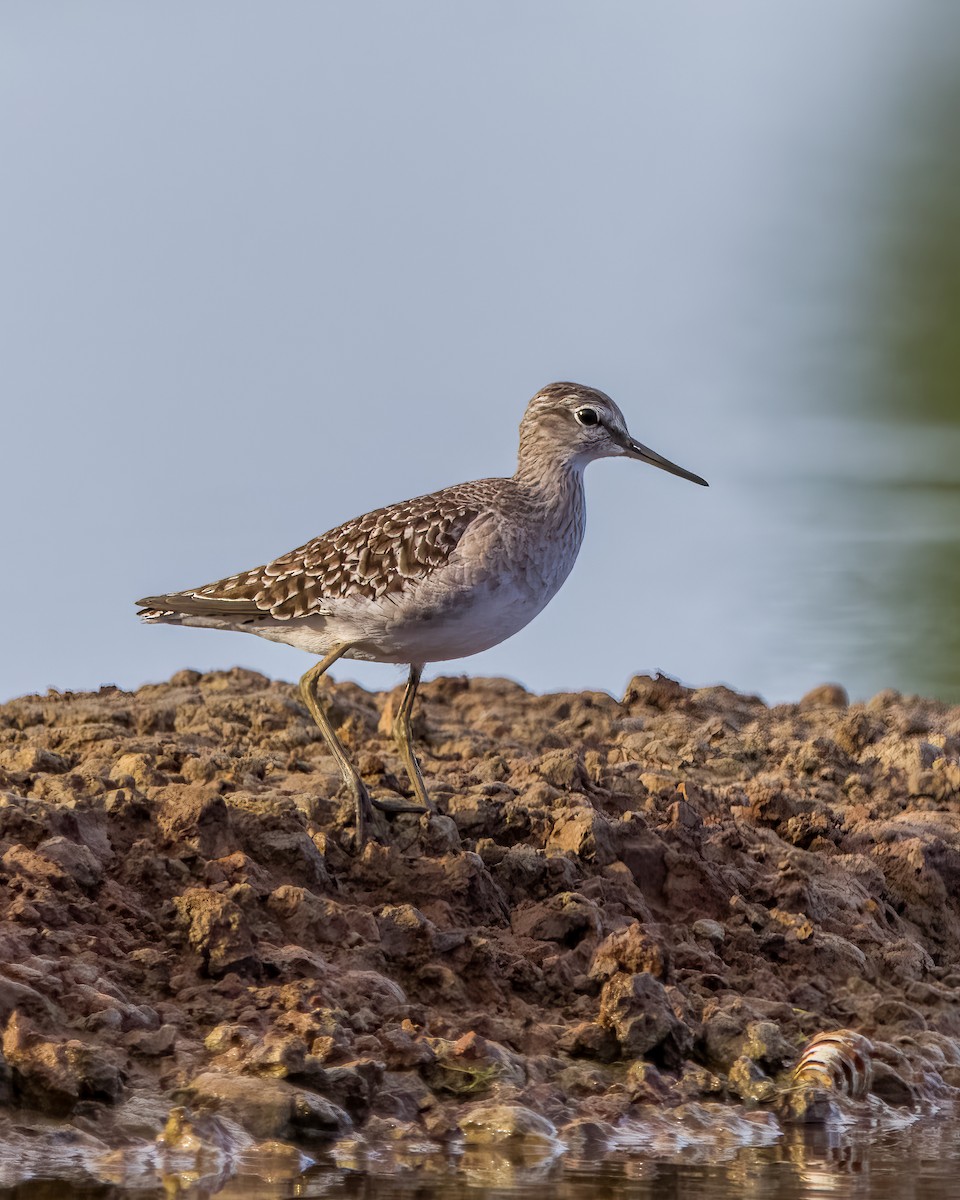 Wood Sandpiper - ML626165030