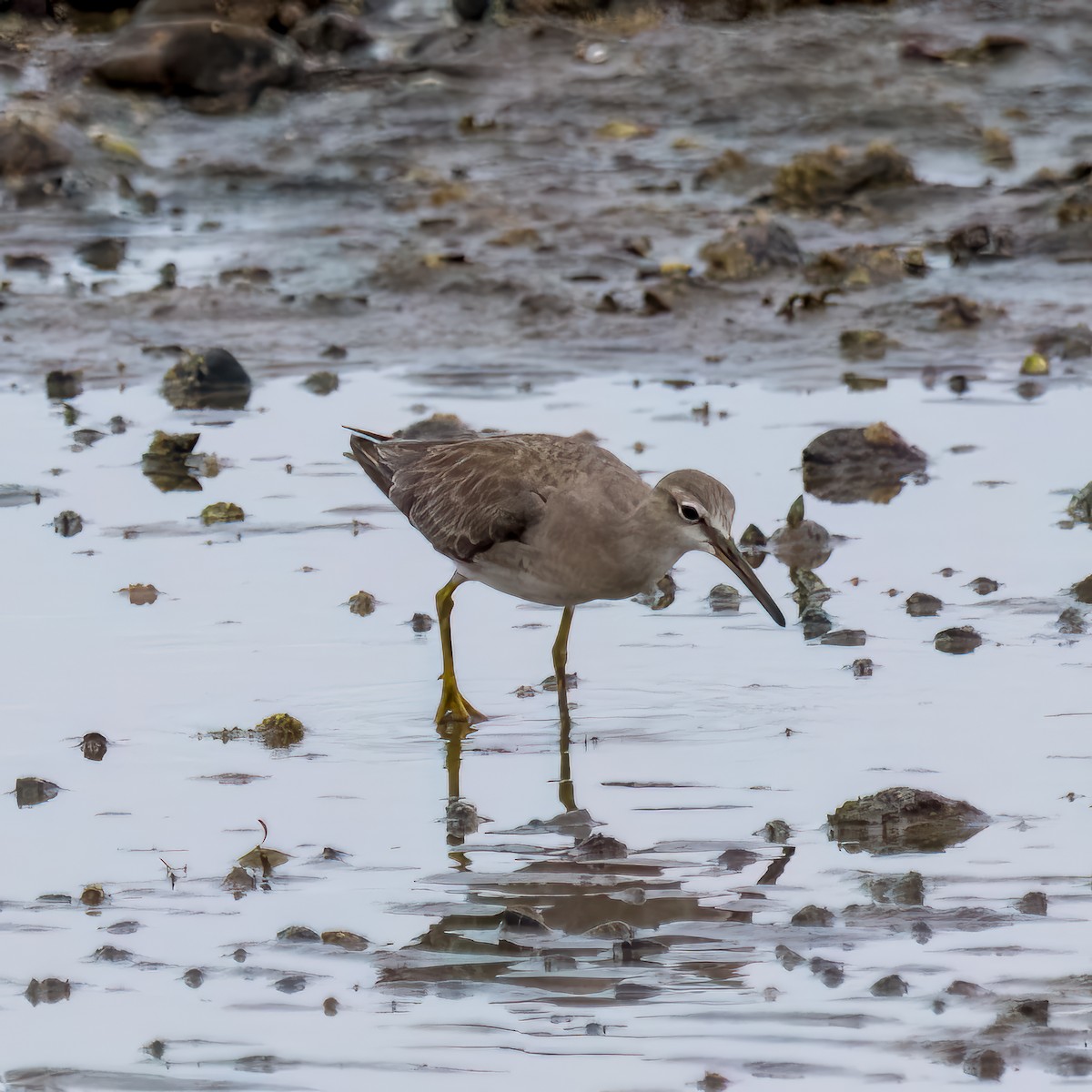 Gray-tailed Tattler - ML626165038