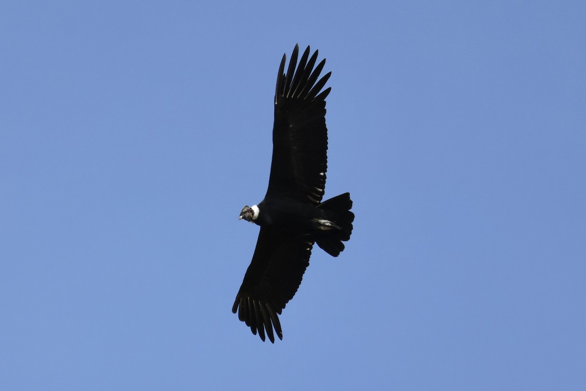 Andean Condor - ML626165069