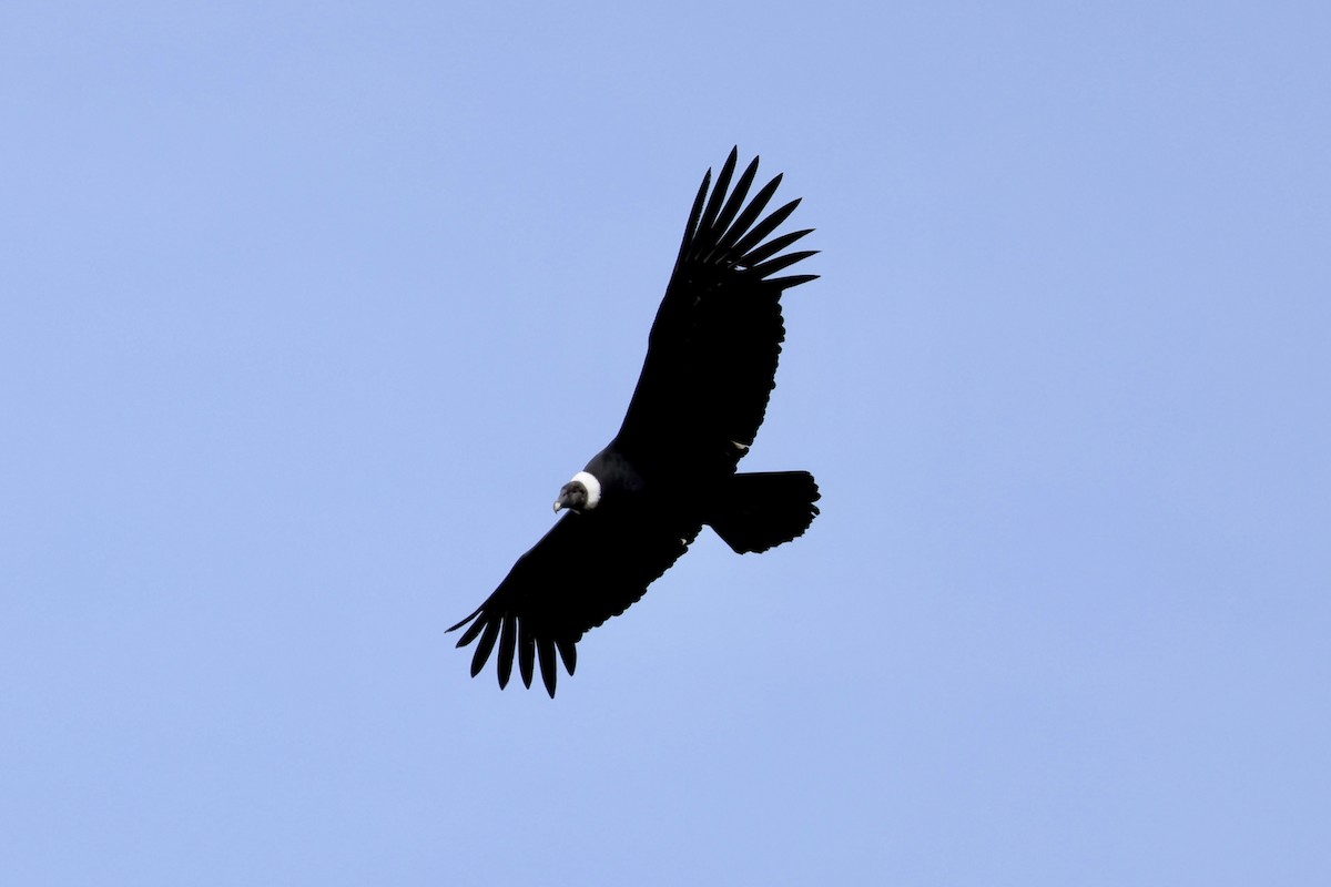 Andean Condor - ML626165070