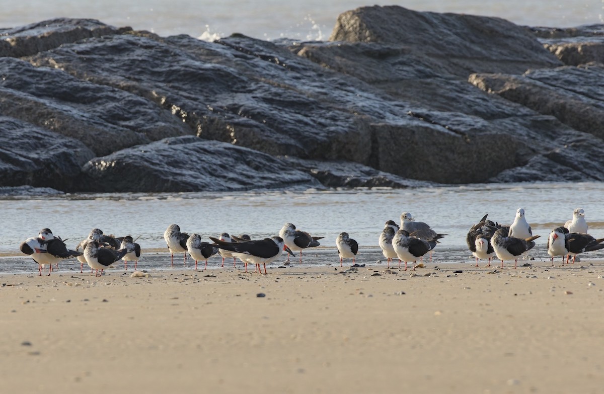 Black Skimmer - ML626165246