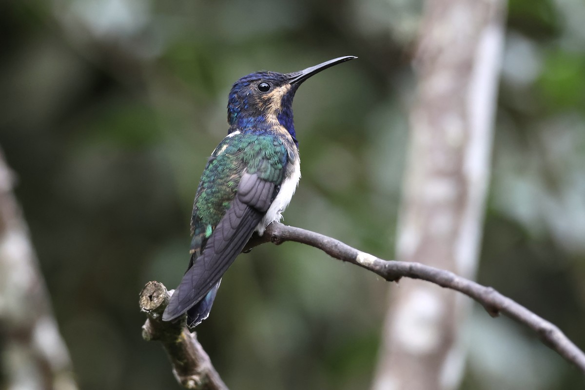 White-necked Jacobin - ML626165249