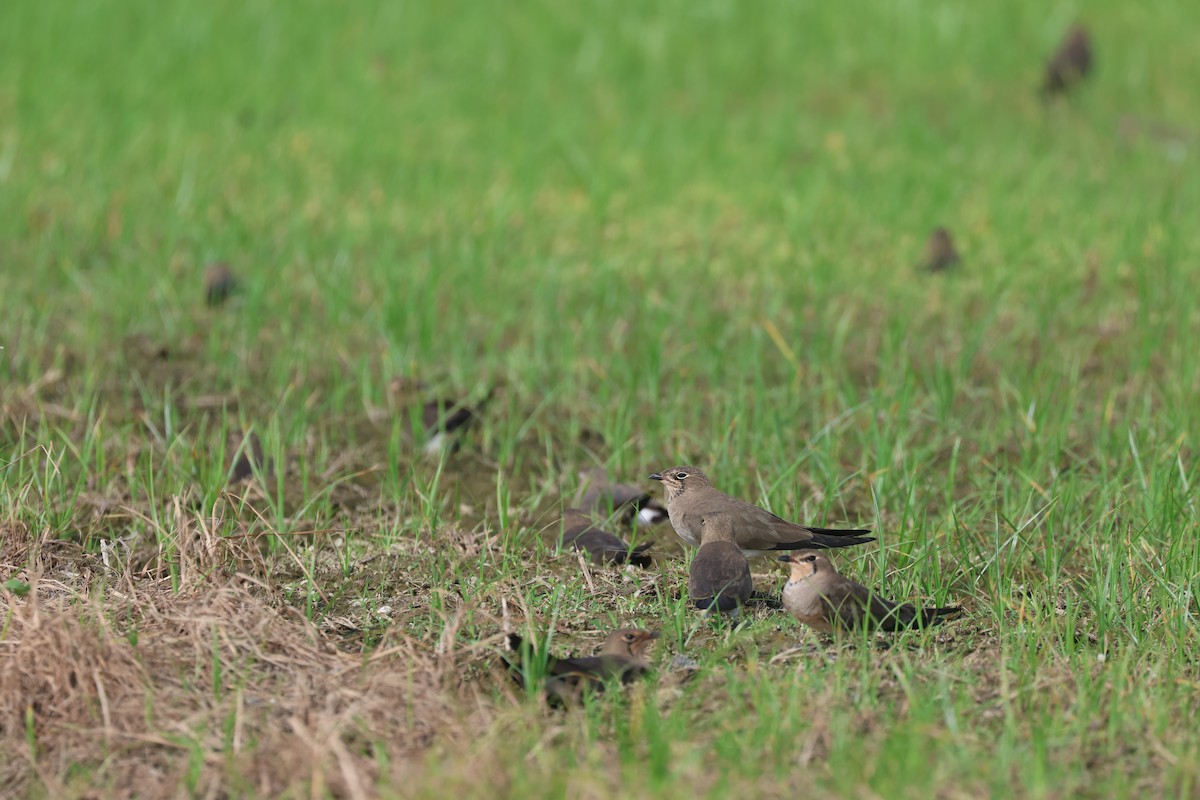 Oriental Pratincole - ML626165272