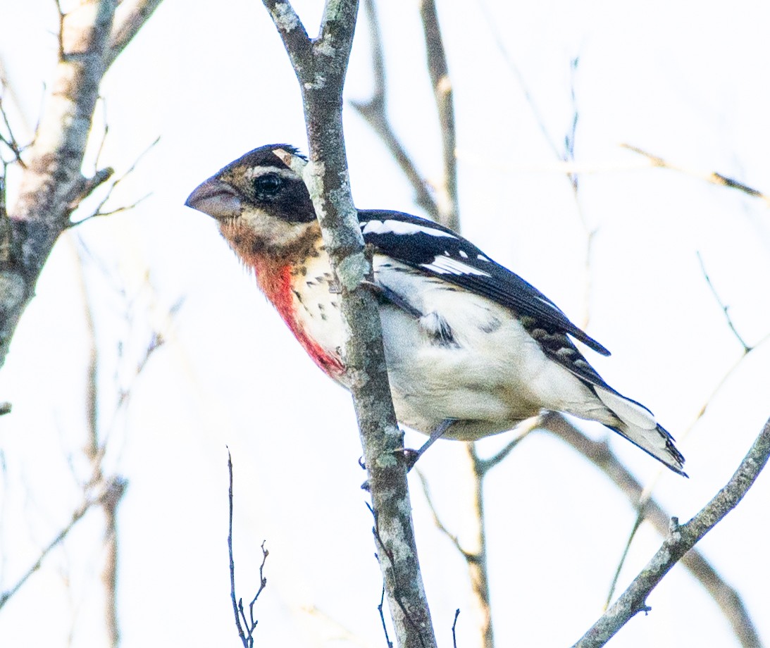 Rose-breasted Grosbeak - ML626165319