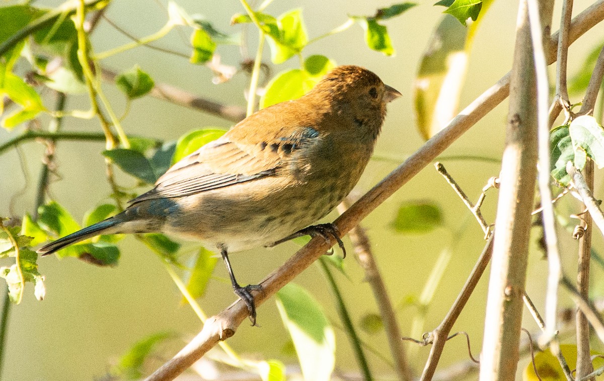 Indigo Bunting - ML626165328