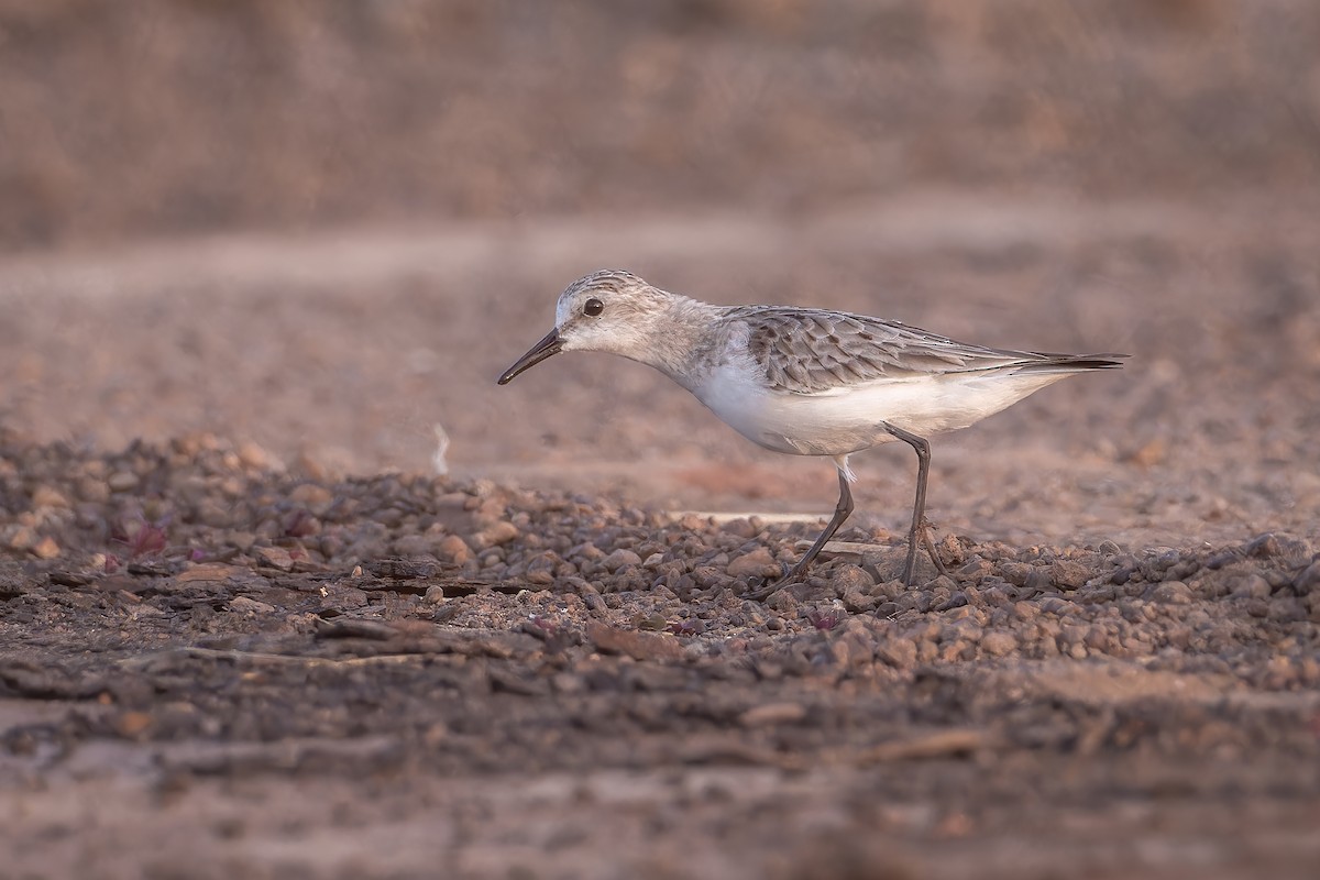 Red-necked Stint - ML626165335