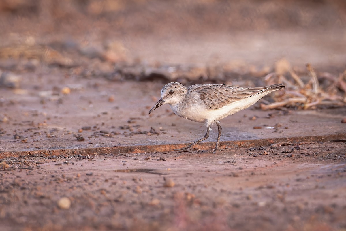 Red-necked Stint - ML626165344