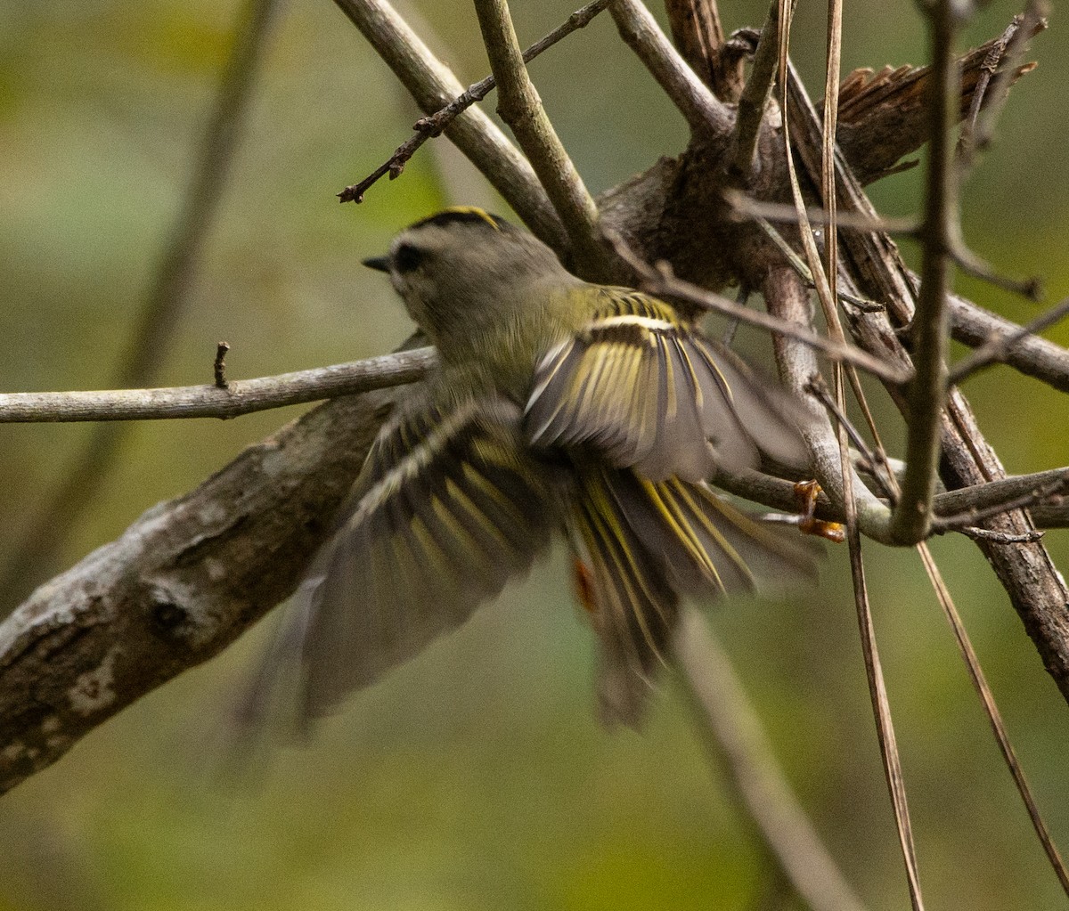 Golden-crowned Kinglet - ML626165345