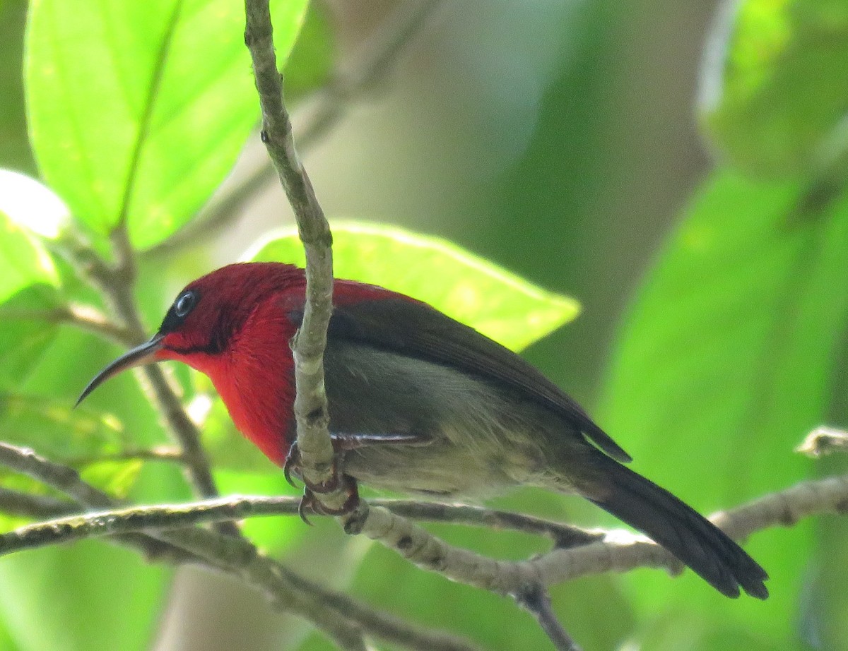 Crimson Sunbird - ML626165438