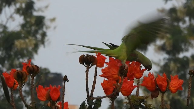 Alexandrine Parakeet - ML626165510