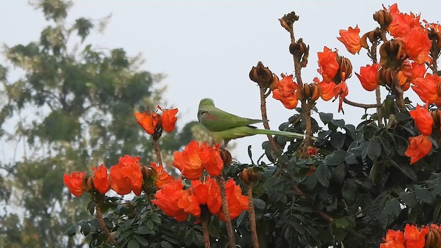 Alexandrine Parakeet - ML626165512