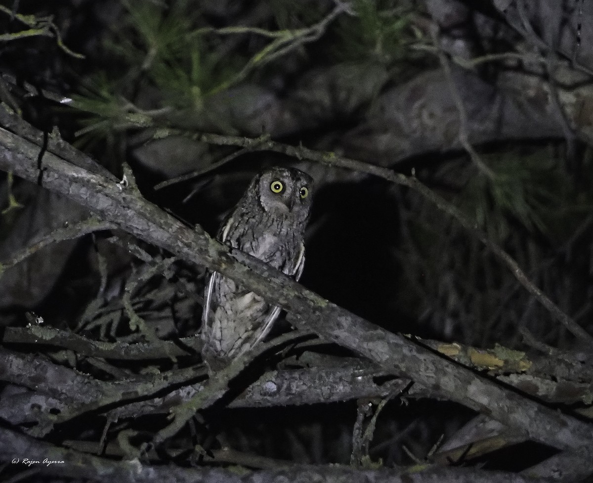 Apo-hontz arrunta - ML626165727