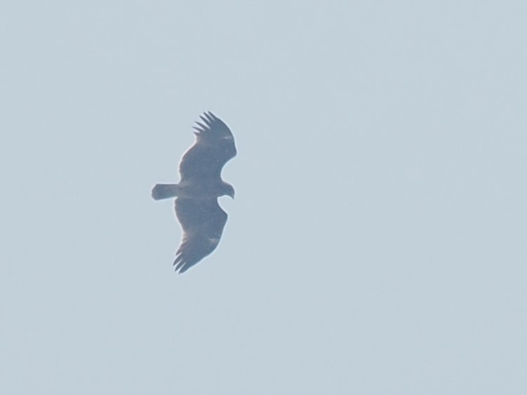 Greater Spotted Eagle - ML626165728