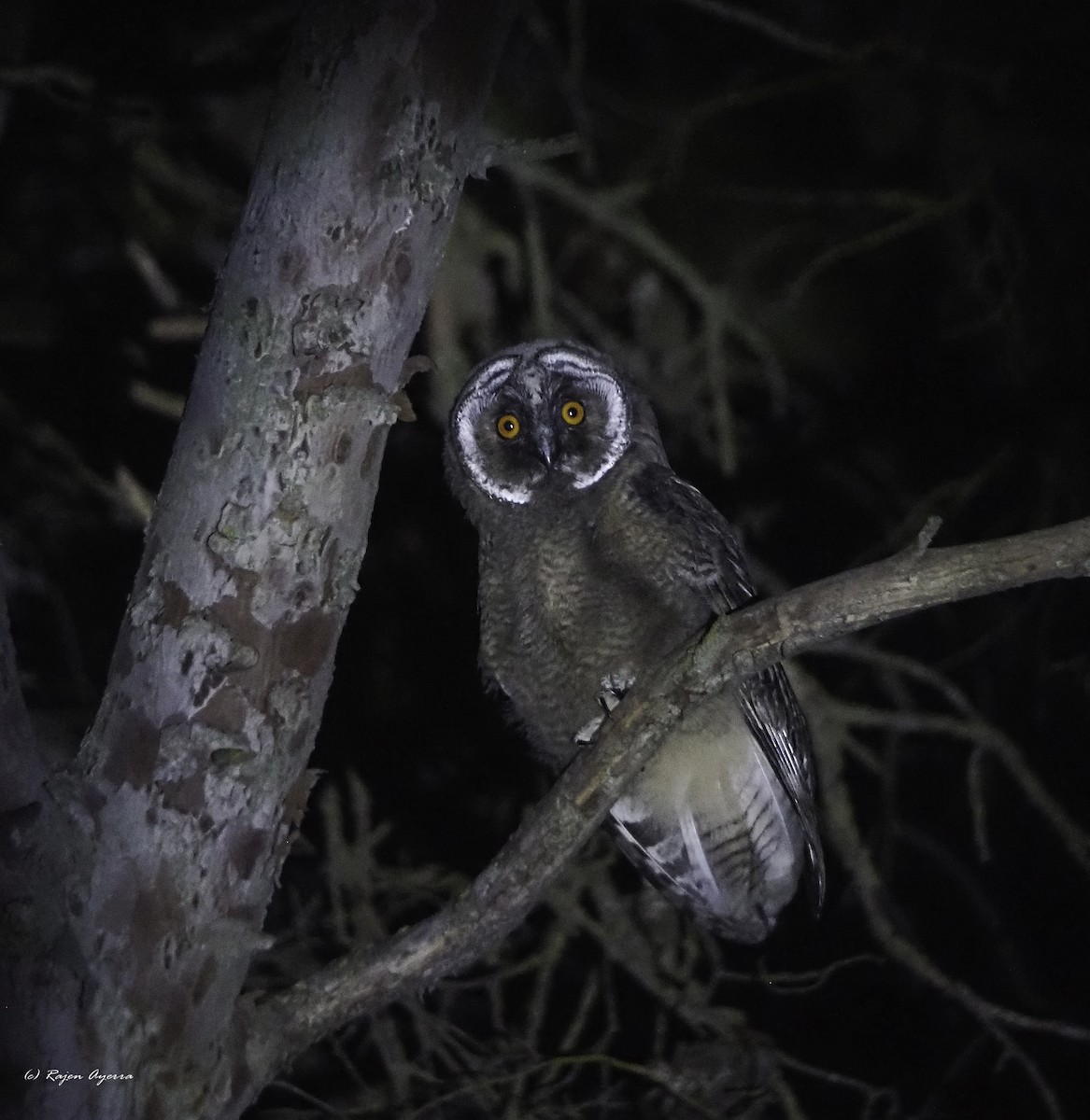 Hontz ertaina - ML626165743