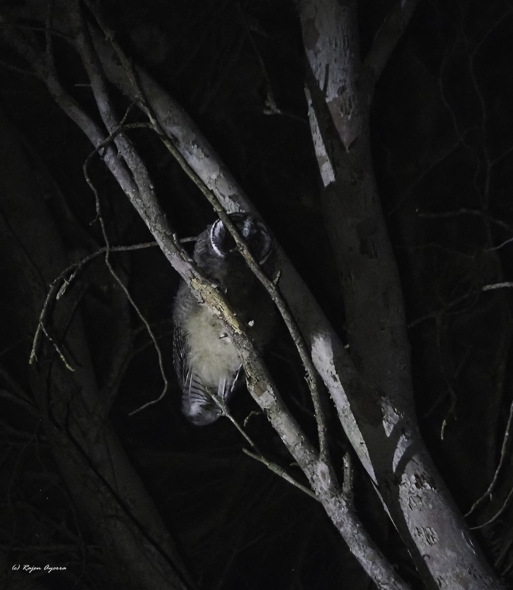 Hontz ertaina - ML626165744