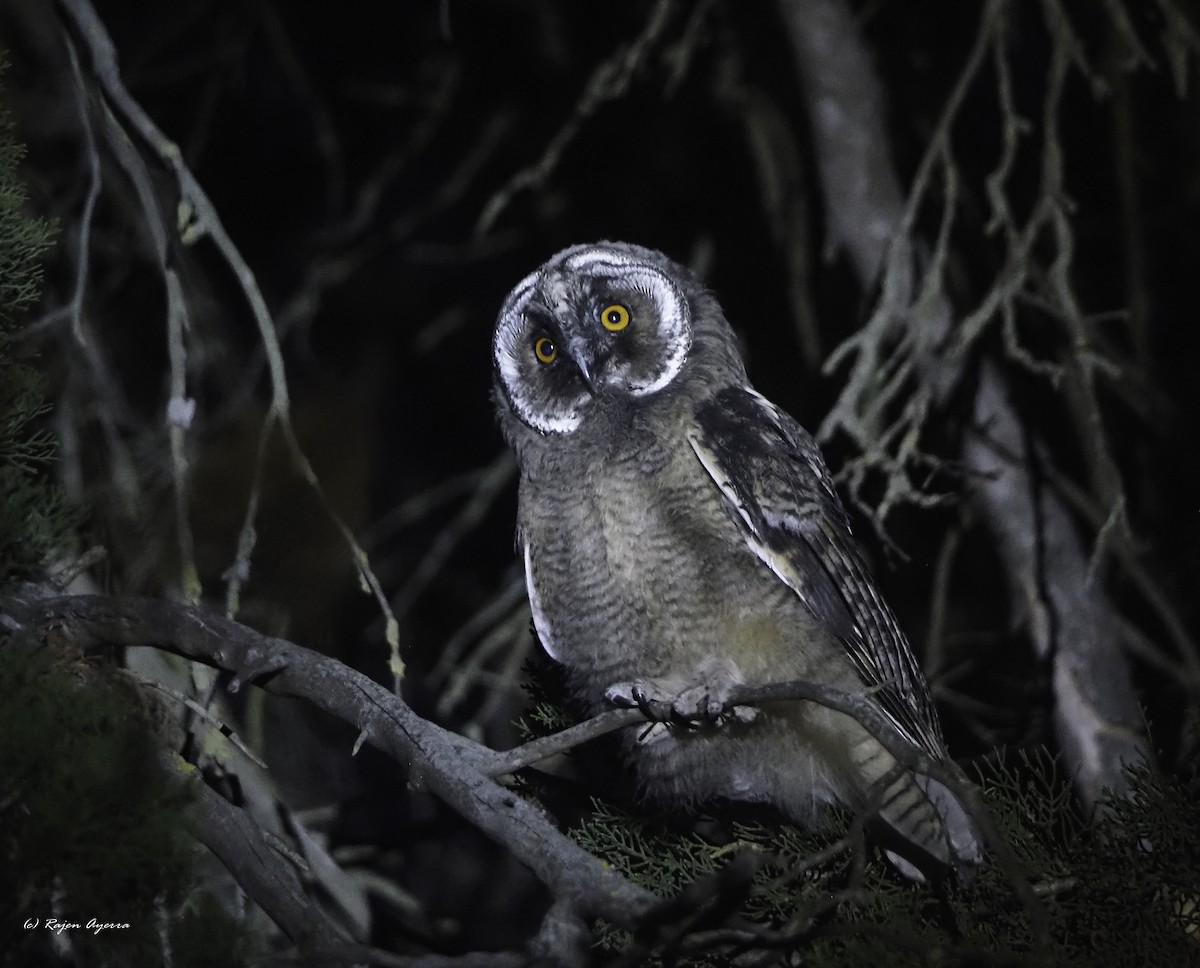 Hontz ertaina - ML626165745