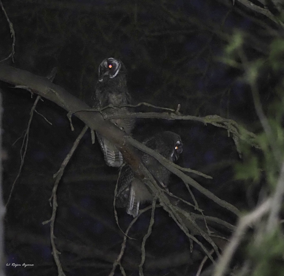 Hontz ertaina - ML626165746