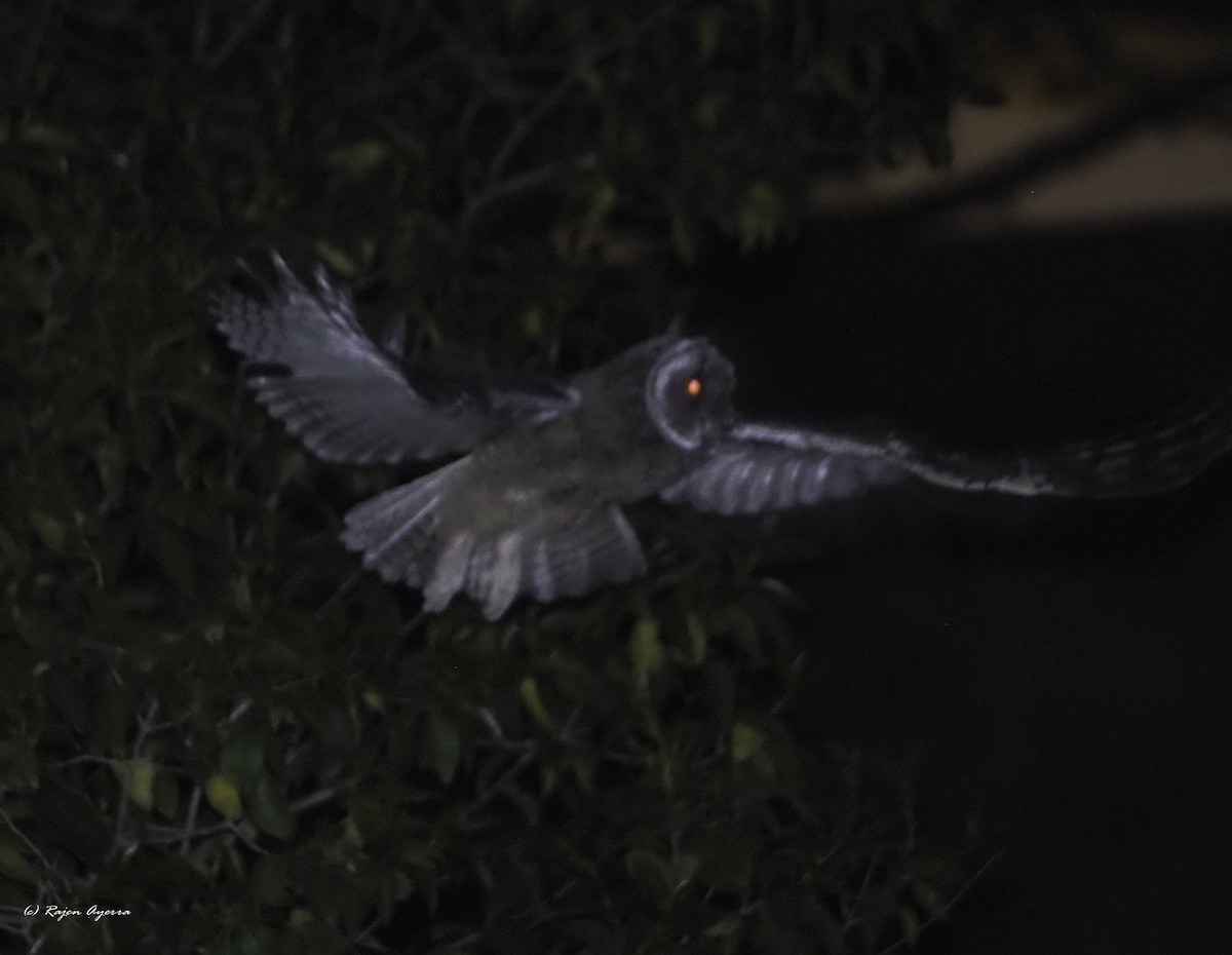 Hontz ertaina - ML626165749