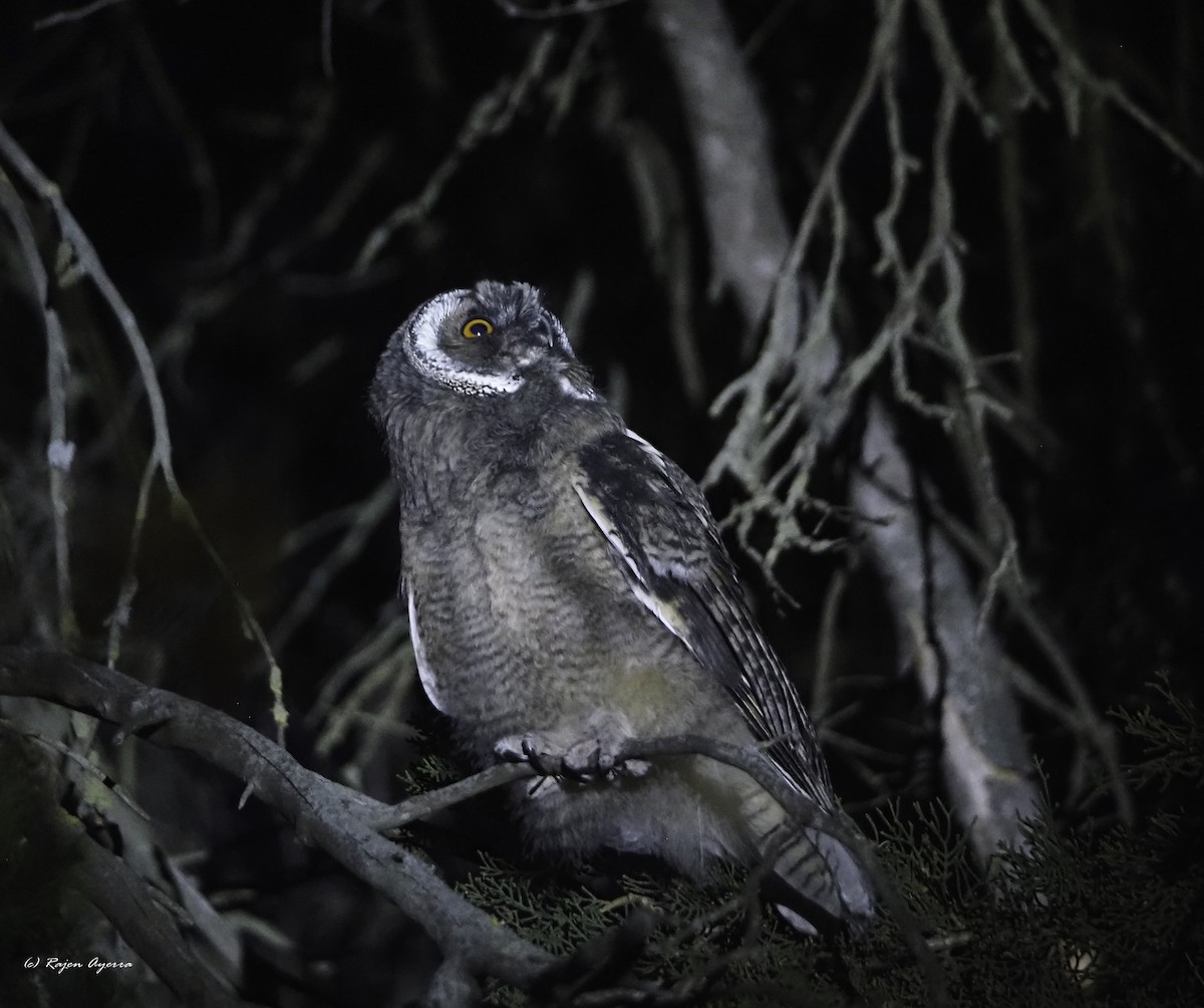 Hontz ertaina - ML626165754