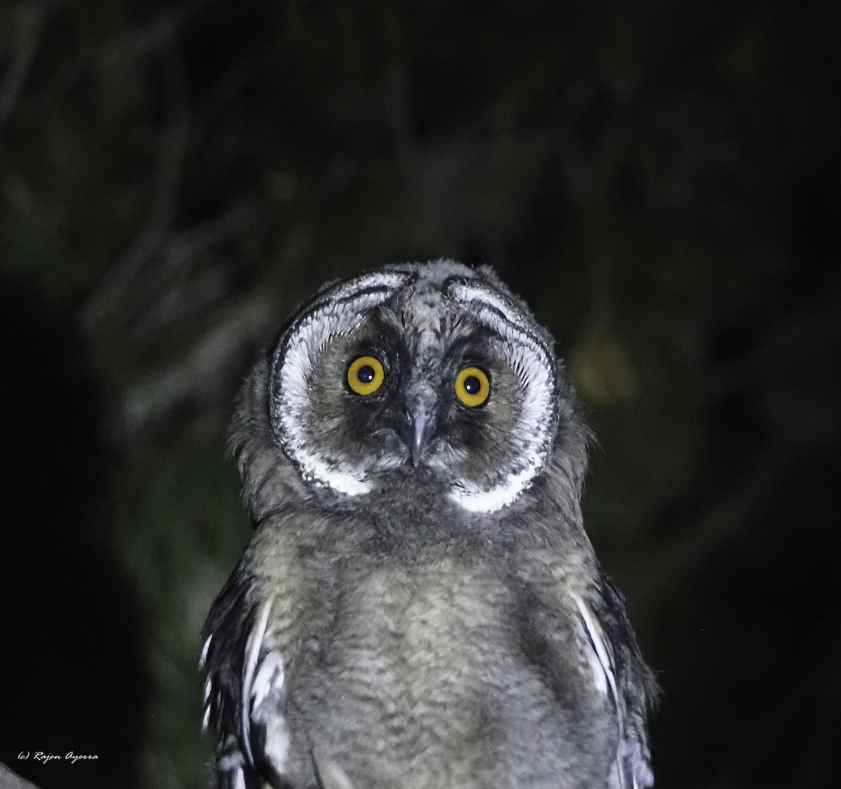 Hontz ertaina - ML626165757