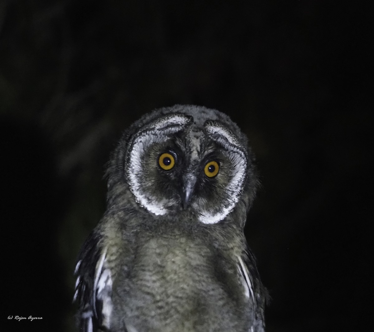 Hontz ertaina - ML626165758