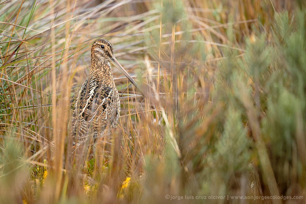 Noble Snipe - ML626165807
