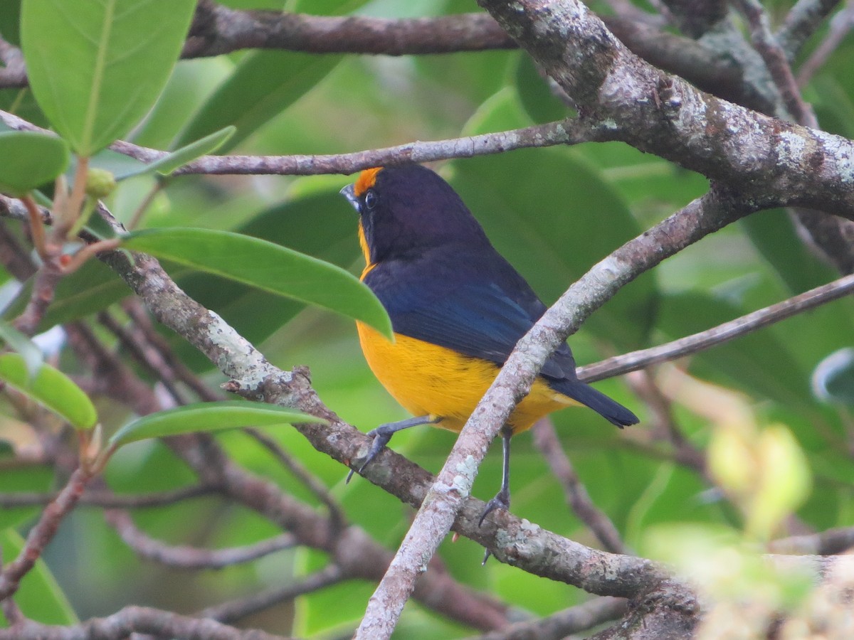 Violaceous Euphonia - ML626166183