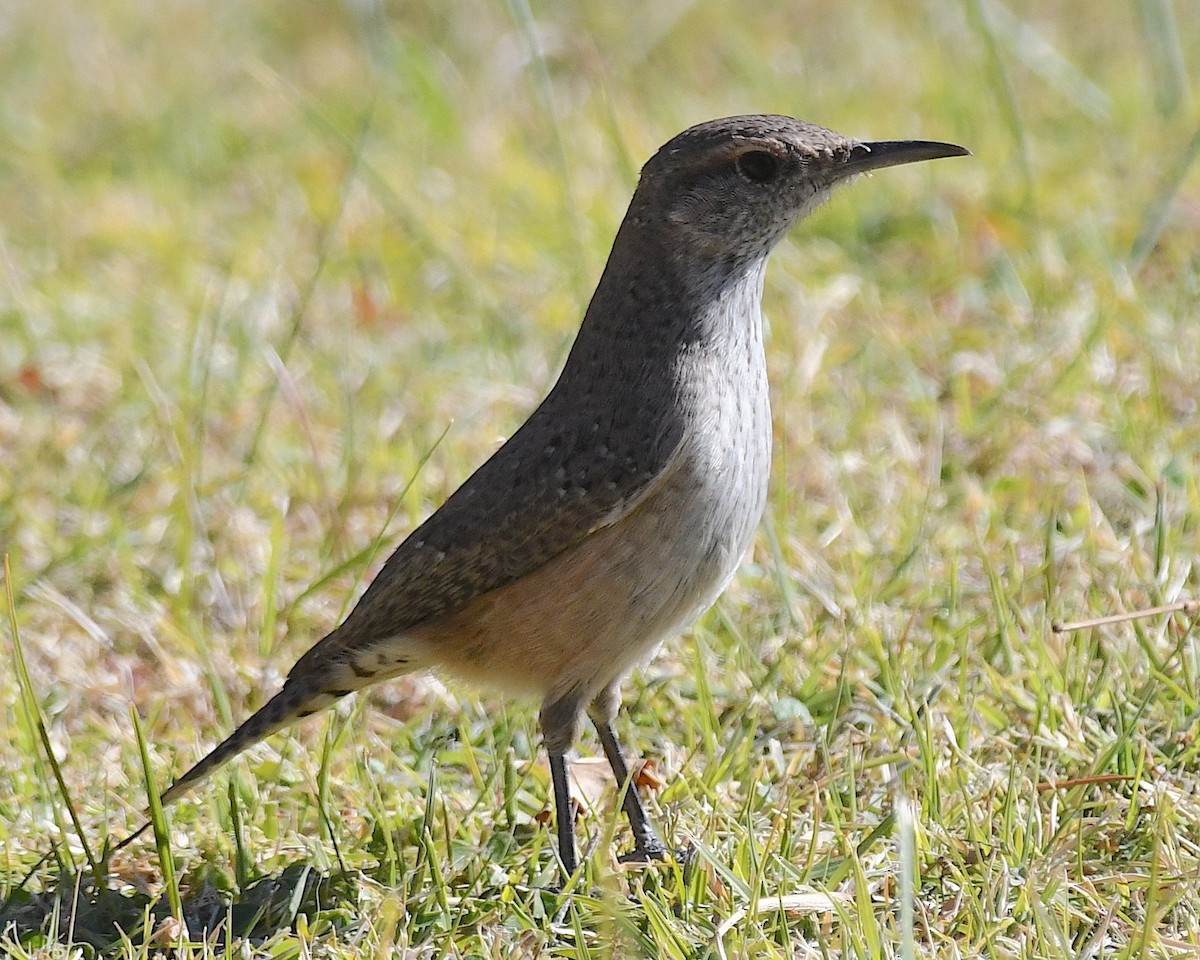 Rock Wren - ML626166205