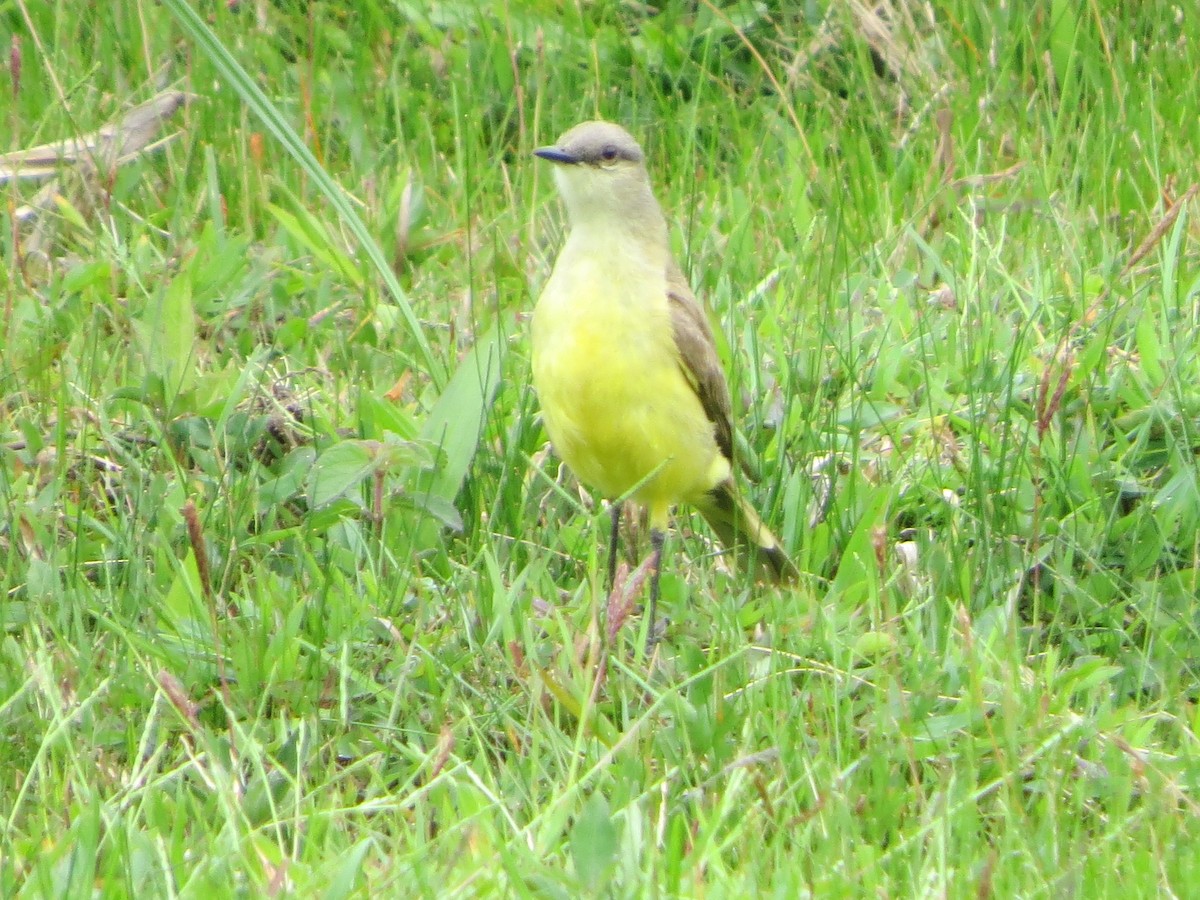 Tropical Kingbird - ML626166249